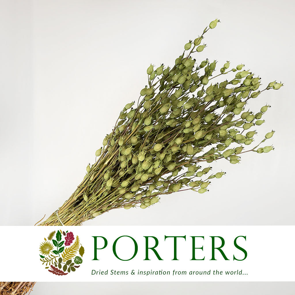 Grass 'Silene Conica' (Coloured Various) (DRY) 40cm