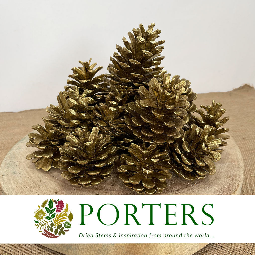 Cones 'Nigra' (Painted) (DRY) (Various Colours)