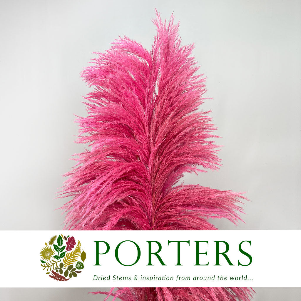 Grass 'Pampas' (Sacuara) (Coloured) (DRY) (Various Sizes)