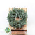 'Blue Pine' Wreaths (Various Sizes) (Metal Mossed Frames)