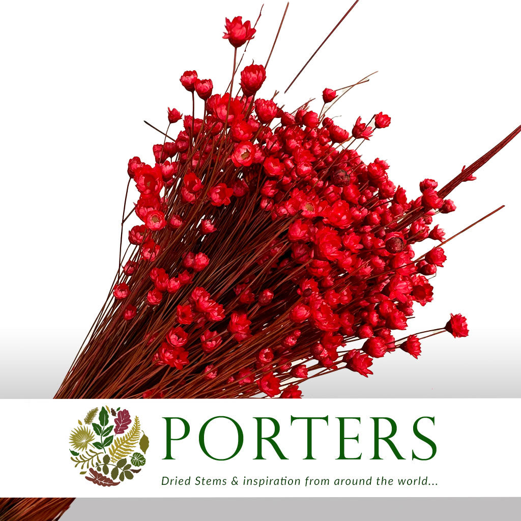 Glixia 'Flower' (Painted/Bleached) (DRY) (Various Colours) 45cm