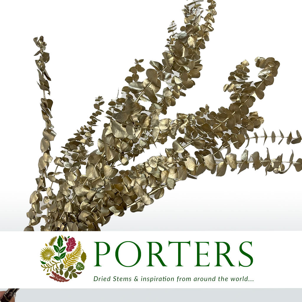 Eucalyptus 'Baby Blue' (Preserved & Painted) (DRY) (Various Colours)