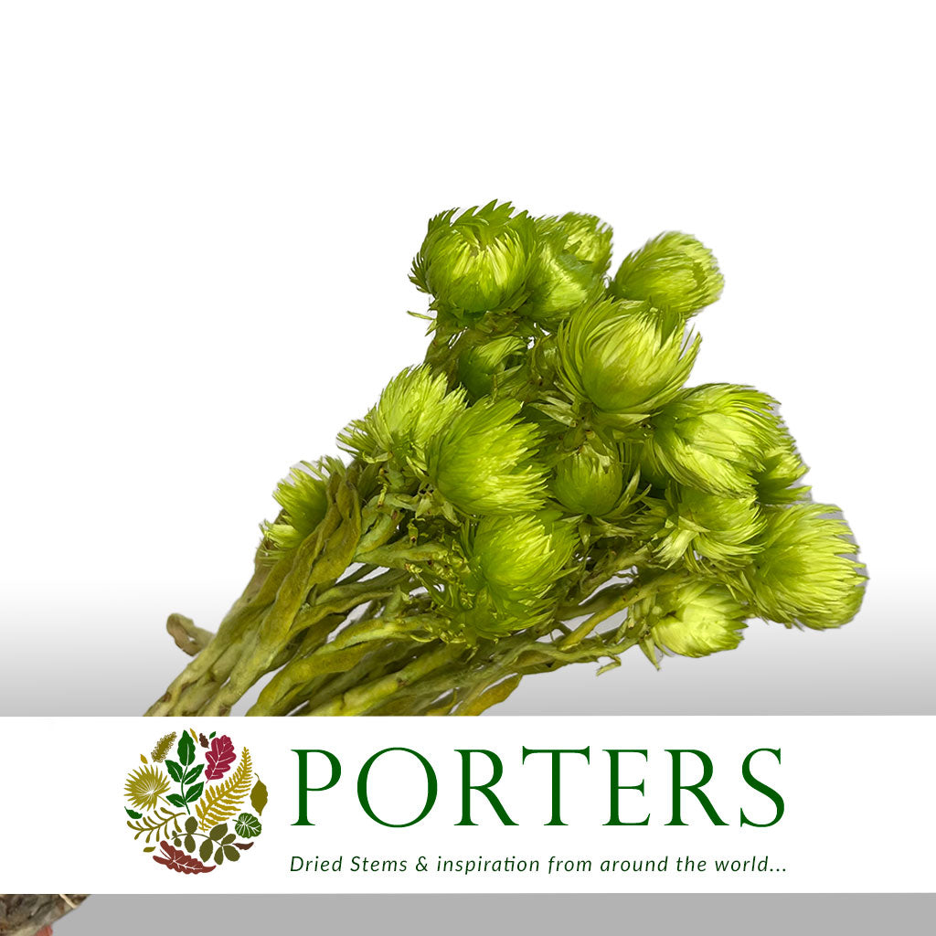 Helichrysum 'Capsbloom' (Painted) (DRY) (Various Colours)