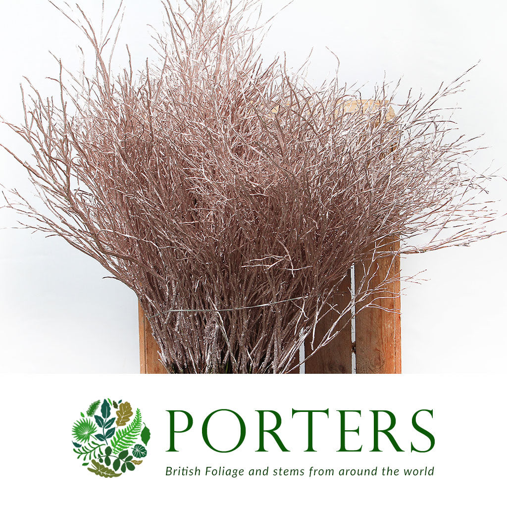 Bog Myrtle &#39;Painted or Glittered&#39; (Various Colours) (Bundle)