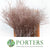 Bog Myrtle 'Painted or Glittered' (Various Colours) (Bundle)