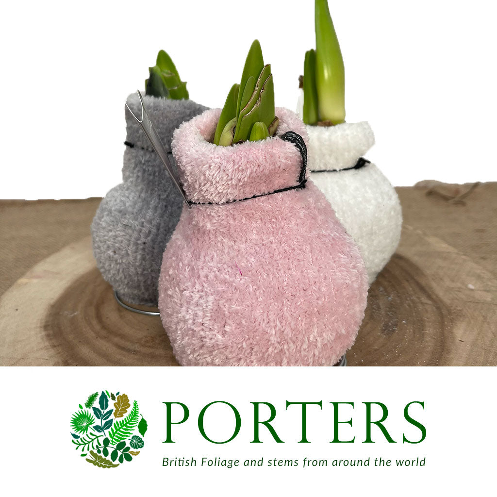 Wax 'Amaryllis' (Various Colours)