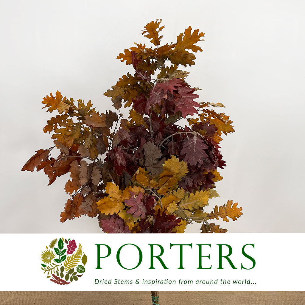 Oak 'Stabilised' (Various Colours) (DRY) 60cm