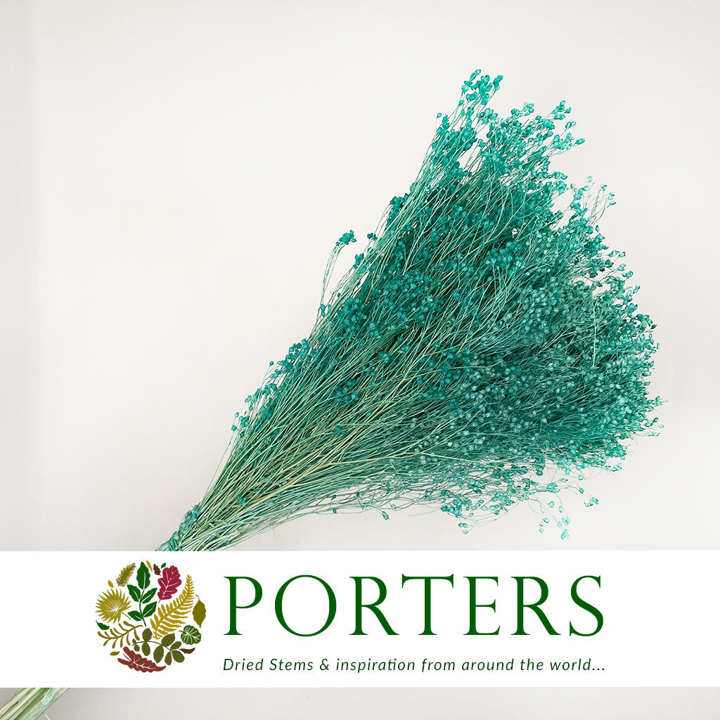 Broom &#39;Flower&#39; (Various Colours) (DRY) (100g)