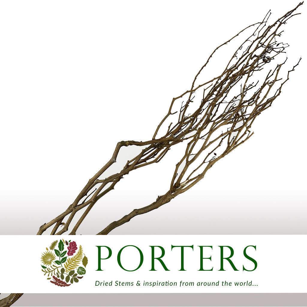 Twigs &#39;Willow&#39; (Pepper) 110cm (DRY) (Per Stem)