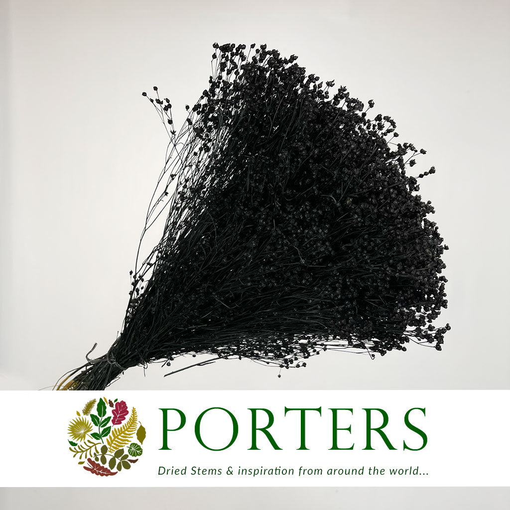 Broom 'Flower' (Various Colours) (DRY) (100g)