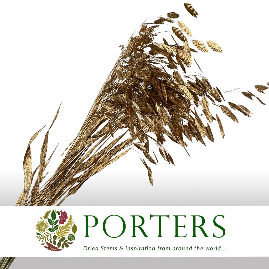 Grass &#39;Sea Oats&#39; (Painted) (Various Colours) (x50)
