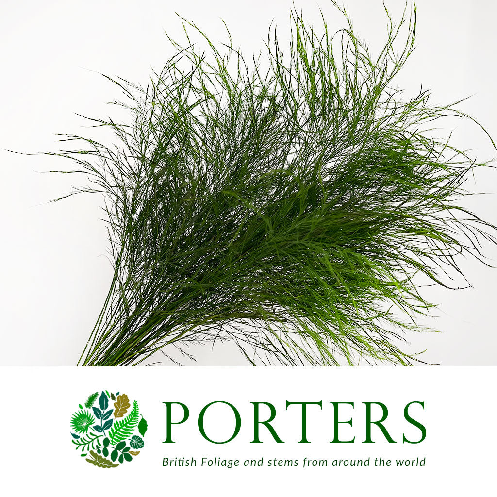 Fern 'Asparagus' (Tree Fern) (Various Lengths)