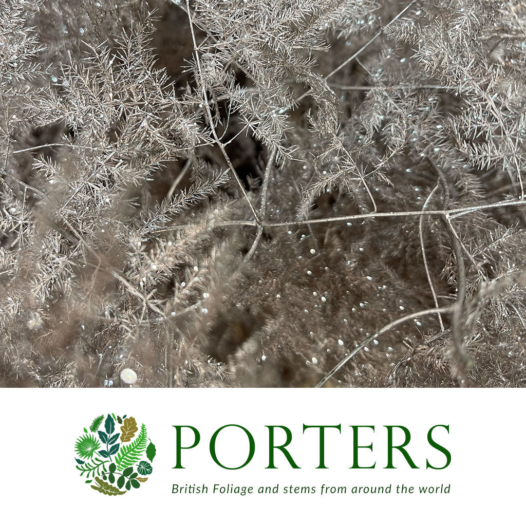 Fern 'Asparagus' (Painted/Glitter) 45cm (Various Colours) (x50)