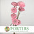 Shola (Man Made) 'Ranunculus' (Various Colours) (7pcs) 60cm