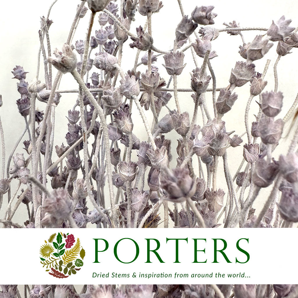 Lavender &#39;Flower&#39; (Coloured) (DRY) 45cm (100g)