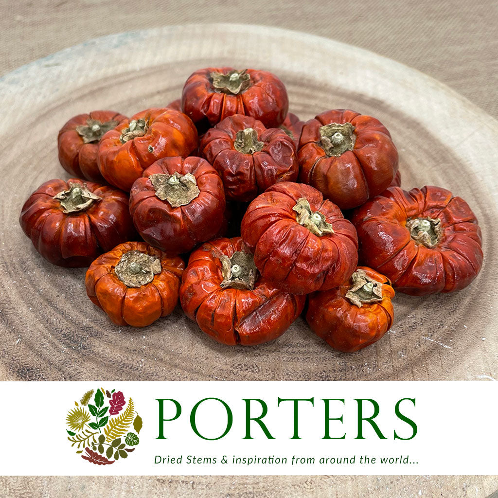 Fruit &#39;Pumpkini &#39;Mini&#39; (DRY) (Various Sizes)