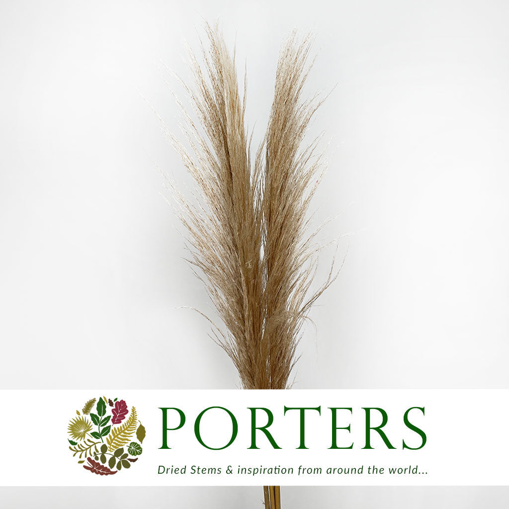 Grass &#39;Pampas&#39; (Evita) (Natural) (DRY) (Various Sizes)