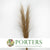 Grass 'Pampas' (Evita) (Natural) (DRY) (Various Sizes)