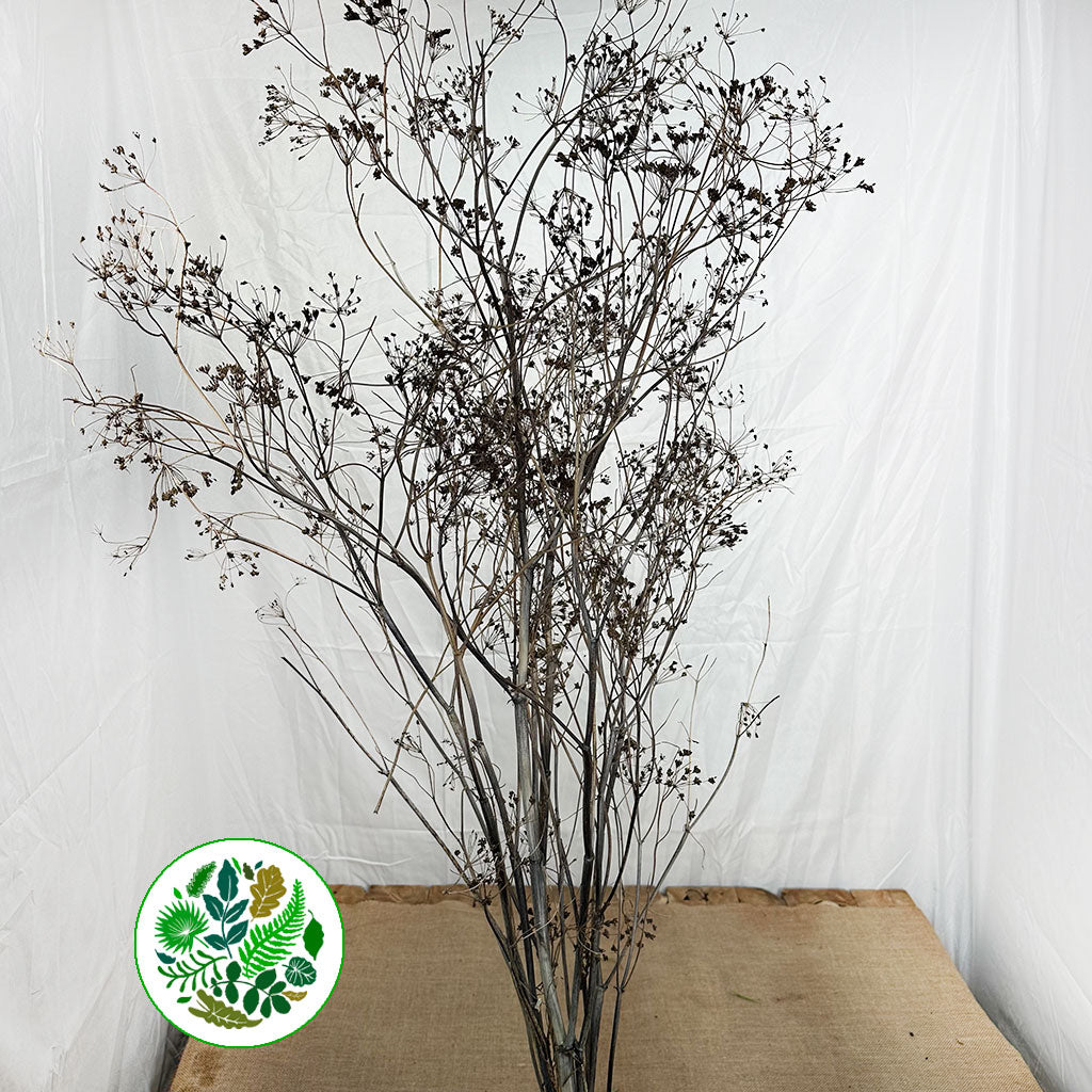 Hemlock (Wild) (Various Sizes)
