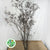 Hemlock (Wild) (Various Sizes)