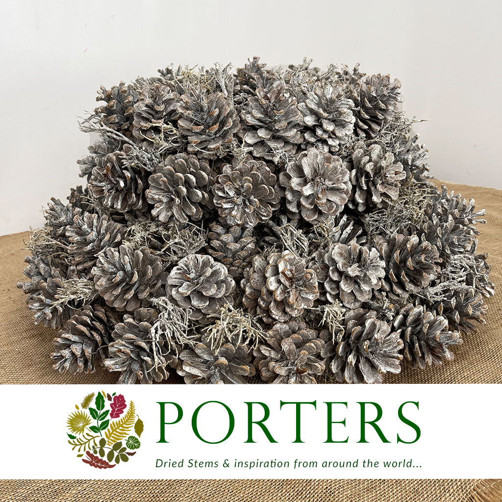 Wreath &#39;Cones&#39; (White Wash) (DRY) (Various Sizes)