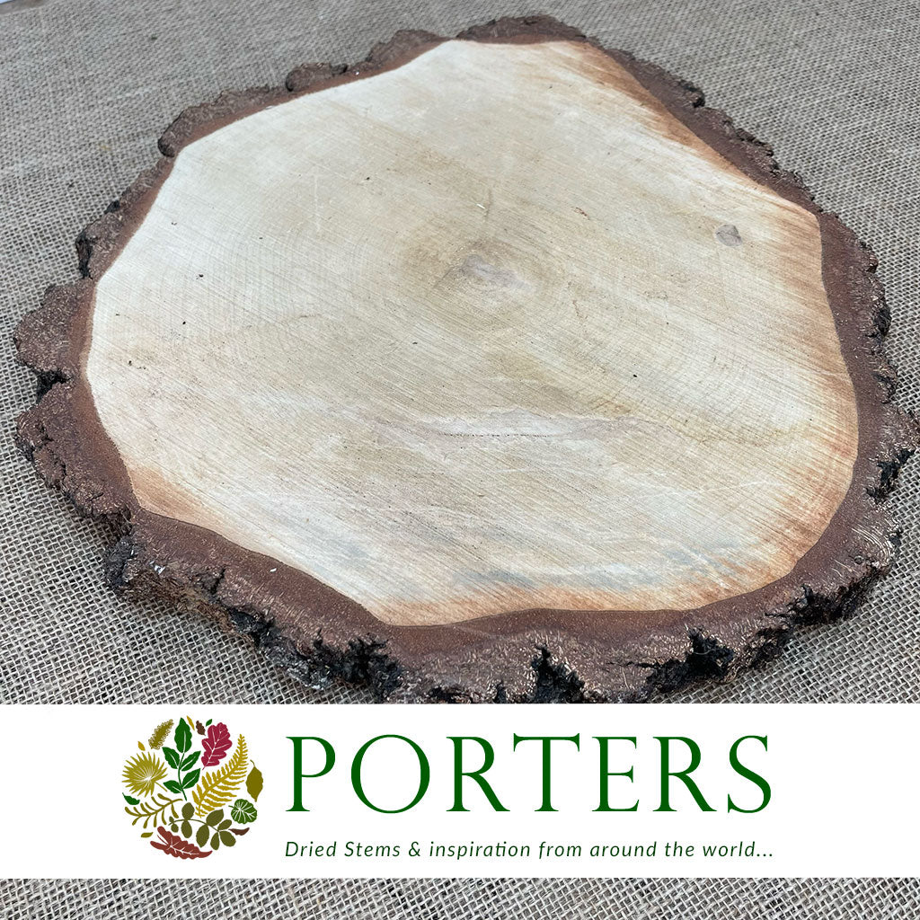 Birch 'Slices' (Round) (DRY) (Various Sizes)