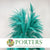 Grass 'Pampas' (Sacuara) (Coloured) (DRY) (Various Sizes)