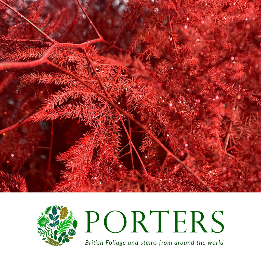 Fern &#39;Asparagus&#39; (Painted/Glitter) 65cm (Various Colours) (x50)