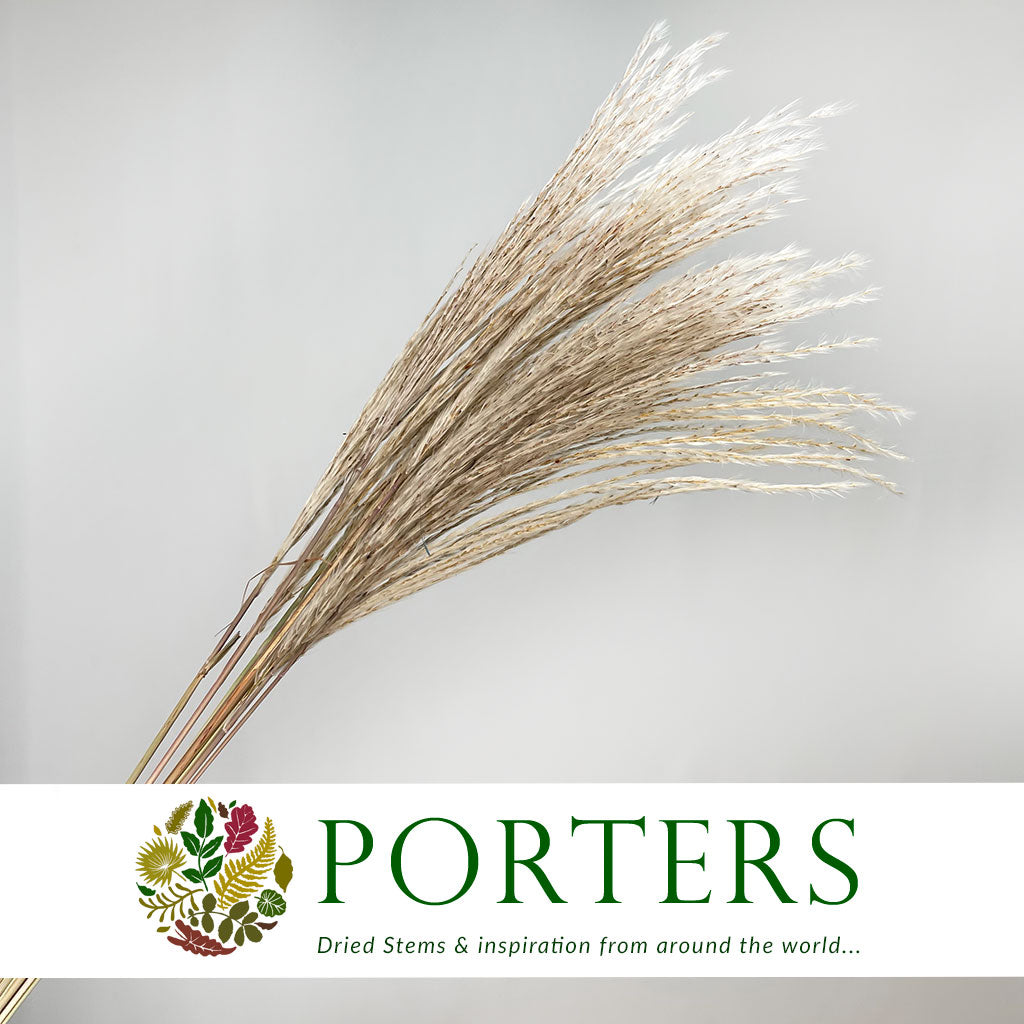 Grass &#39;Fluffy Silver Grass&#39; (Natural) (DRY) (Various Sizes)