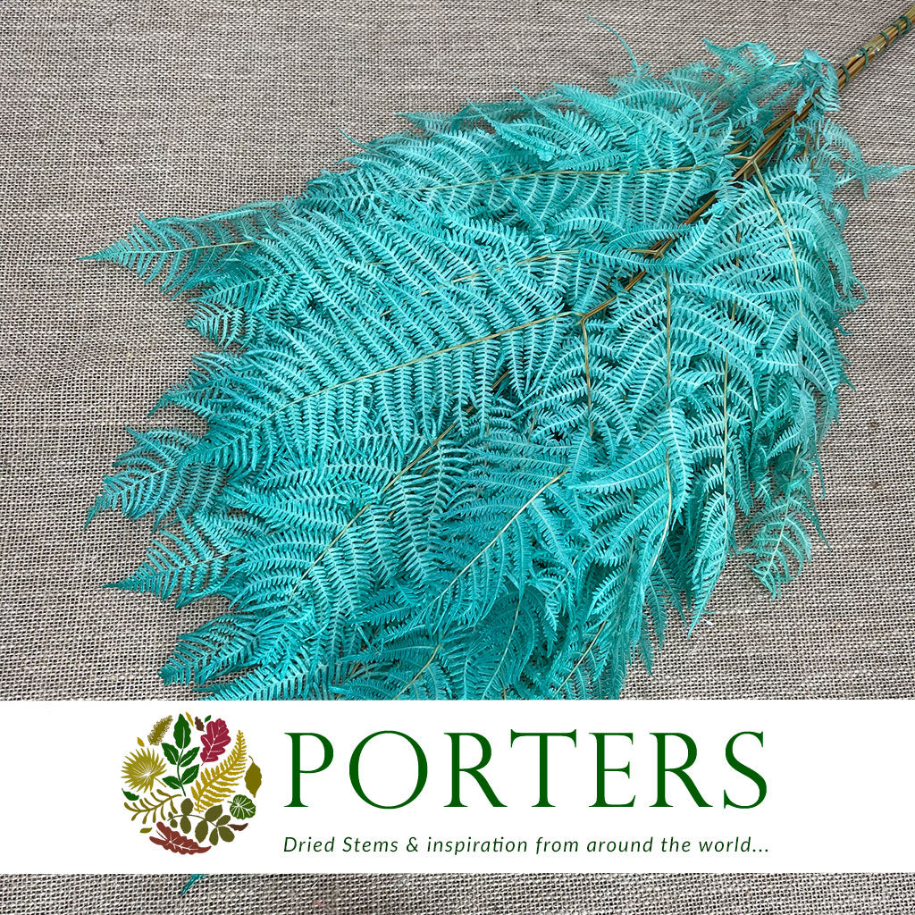 Fern 'Bracken' (Preserved) (DRY) (Various Colours) 60-70cm