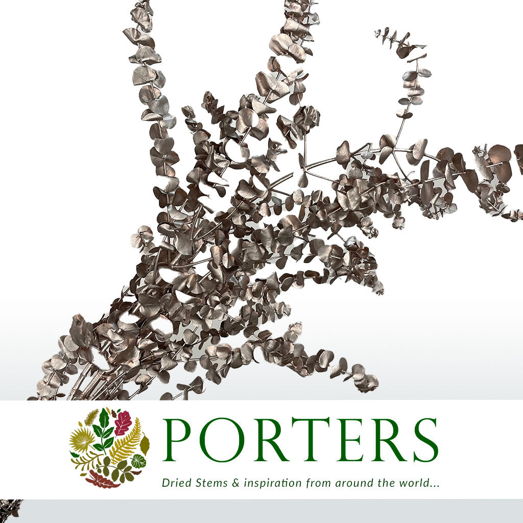 Eucalyptus 'Baby Blue' (Preserved & Painted) (DRY) (Various Colours)