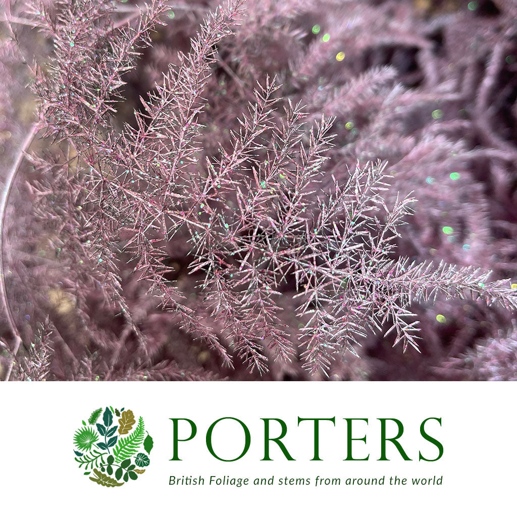 Fern &#39;Asparagus&#39; (Painted/Glitter) 85cm (Various Colours) (x50)