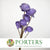 Shola (Man Made) 'Ranunculus' (Various Colours) (7pcs) 60cm