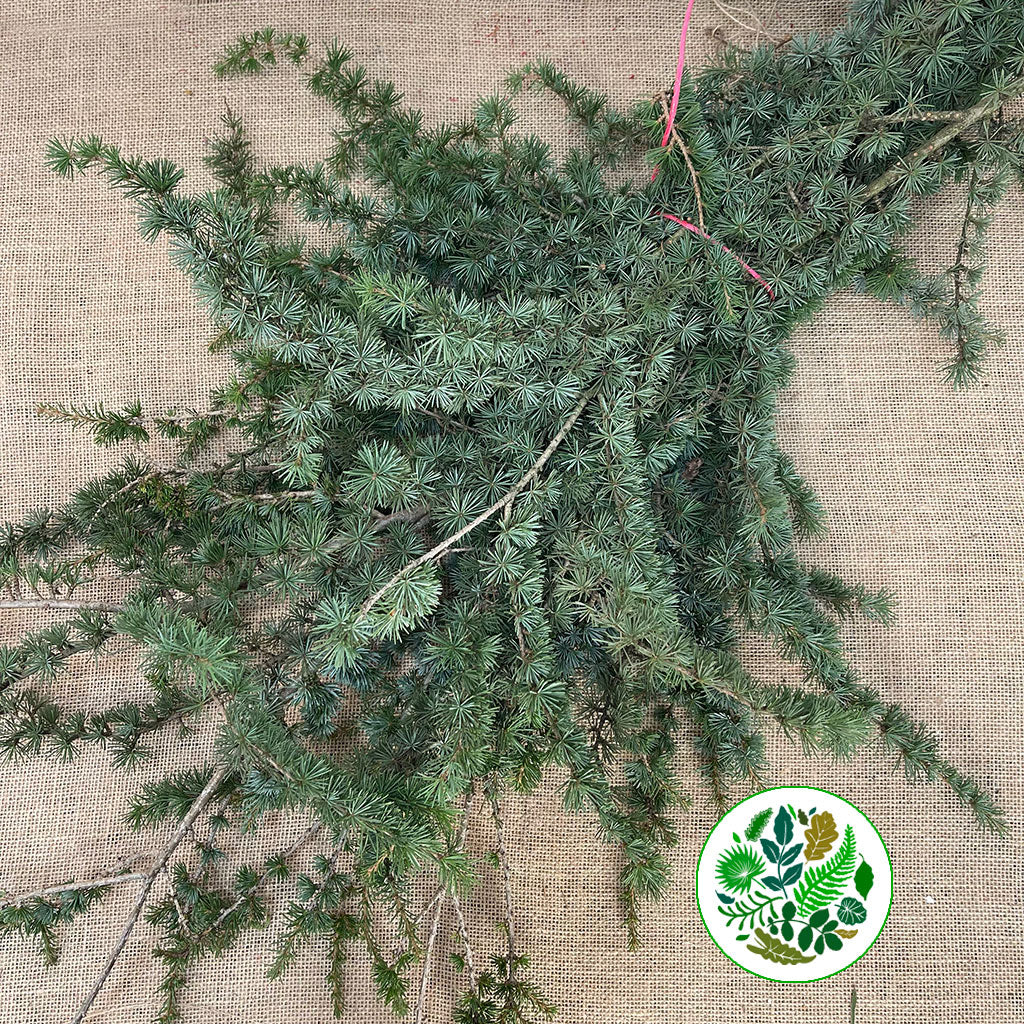 Pine &#39;Cedar Pine&#39; (Wild) (Various Sizes)