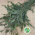 Pine 'Cedar Pine' (Wild) (Various Sizes)