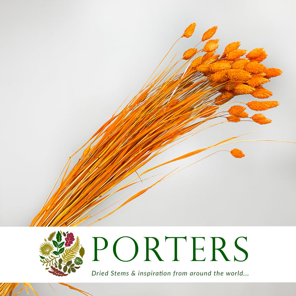 Grass 'Phalaris' (Painted) (DRY) (Various Colours)