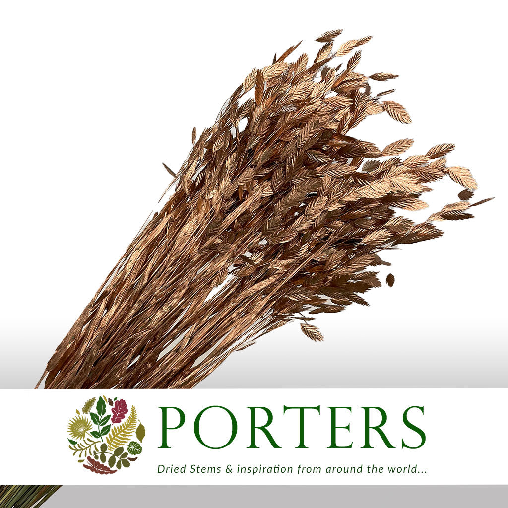 Grass &#39;Sea Oats&#39; (Painted) (Various Colours) (x50)