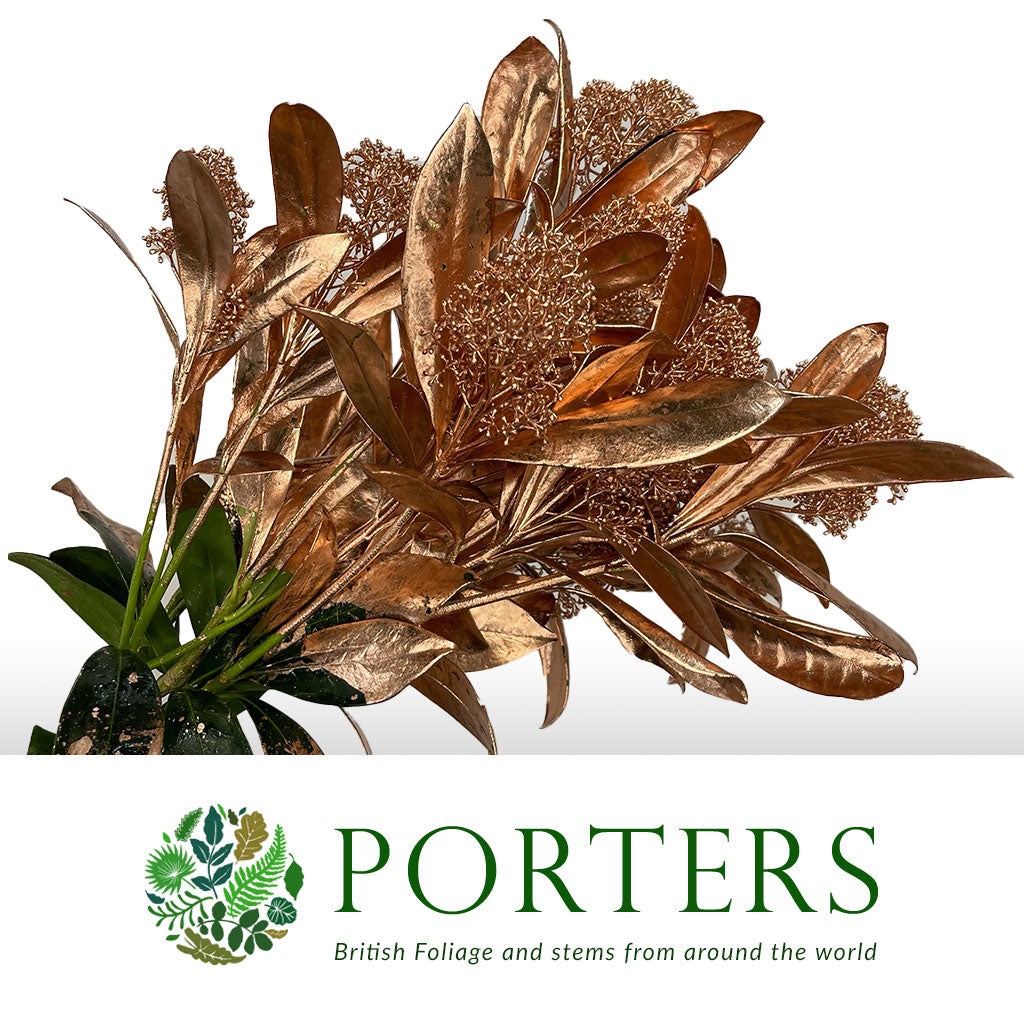 Skimmia (Painted) (Various Colours)