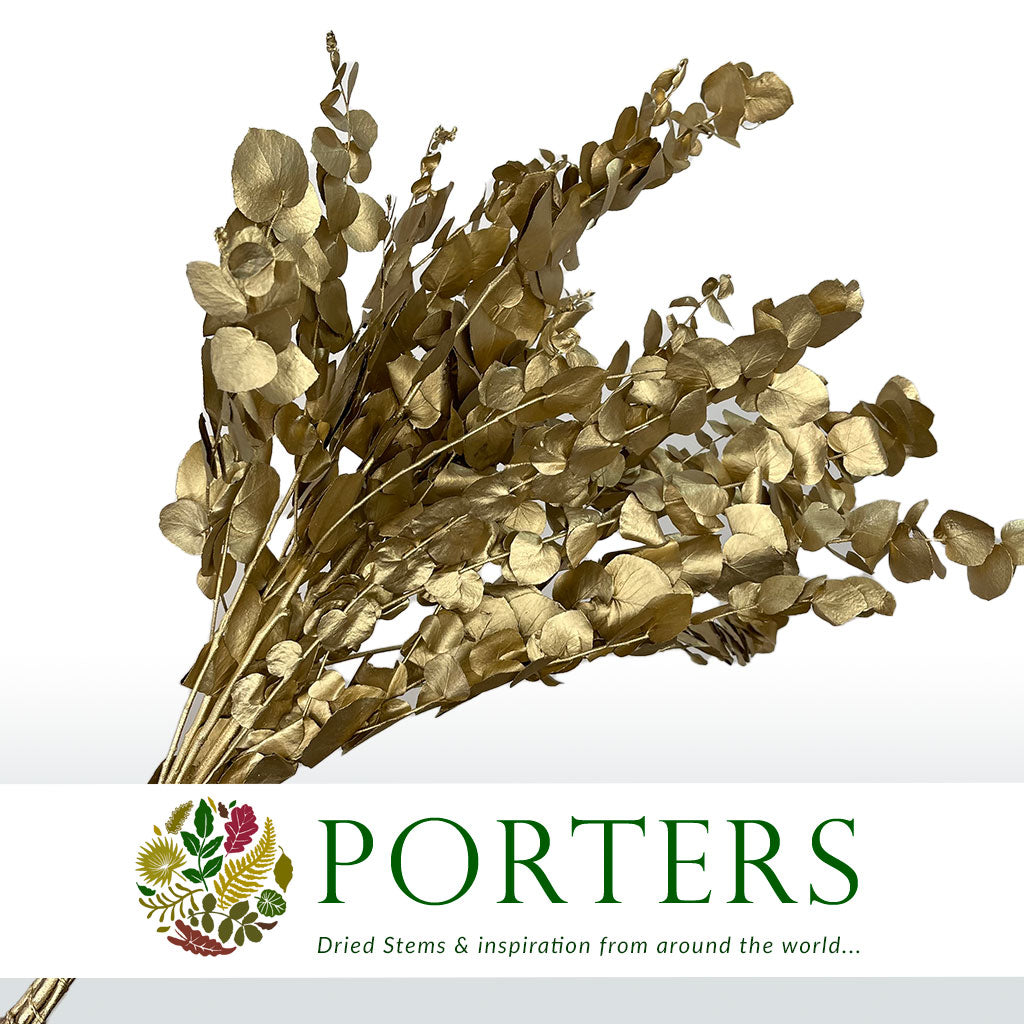 Eucalyptus 'Stuartiana' (Stabilised) (Painted) (DRY) (Various Colours)