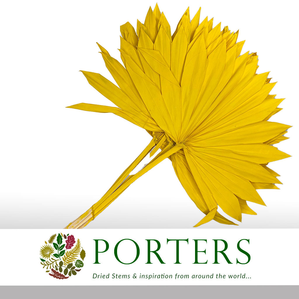 Palm &#39;Fan Palm&#39; (Painted) (DRY) (Various Colours) (x5) 45-55cm