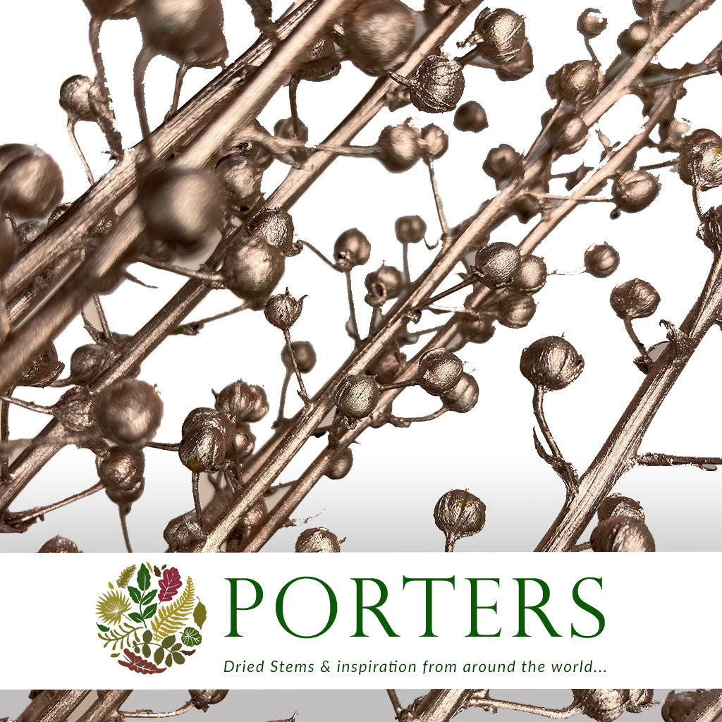 Scrotularia &#39;Berries&#39; (Painted) (DRY) (Various Colours)