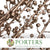 Scrotularia 'Berries' (Painted) (DRY) (Various Colours)