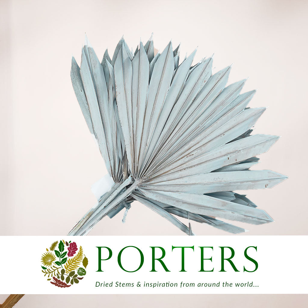 Palm &#39;Fan Palm&#39; (Painted) (DRY) (Various Colours) (x5) 45-55cm