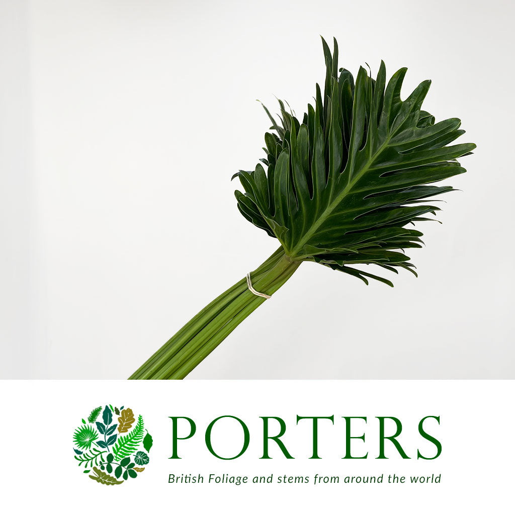 Philodendron Leaves &#39;Xantal&#39; (Various Lengths)