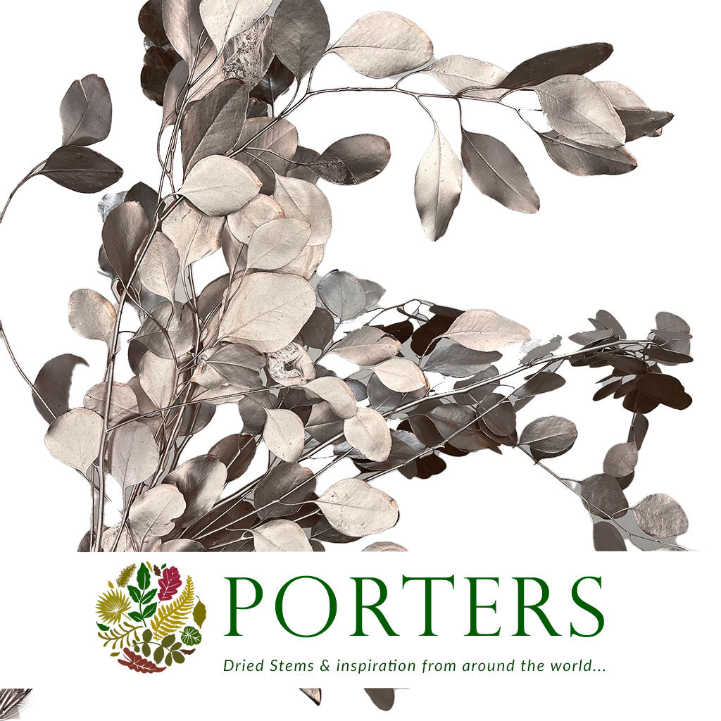 Eucalyptus &#39;Populus&#39; (Preserved) (Painted) (DRY)