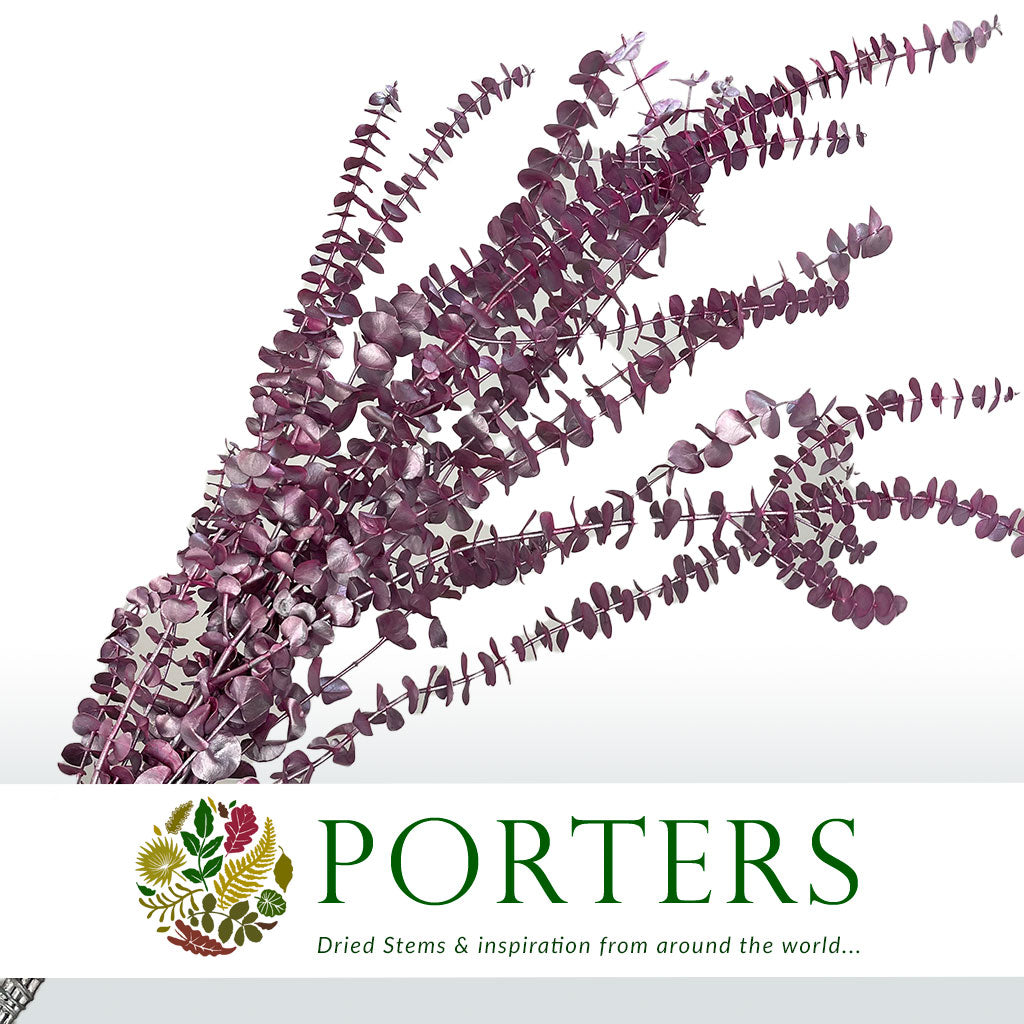 Eucalyptus 'Baby Blue' (Preserved & Painted) (DRY) (Various Colours)