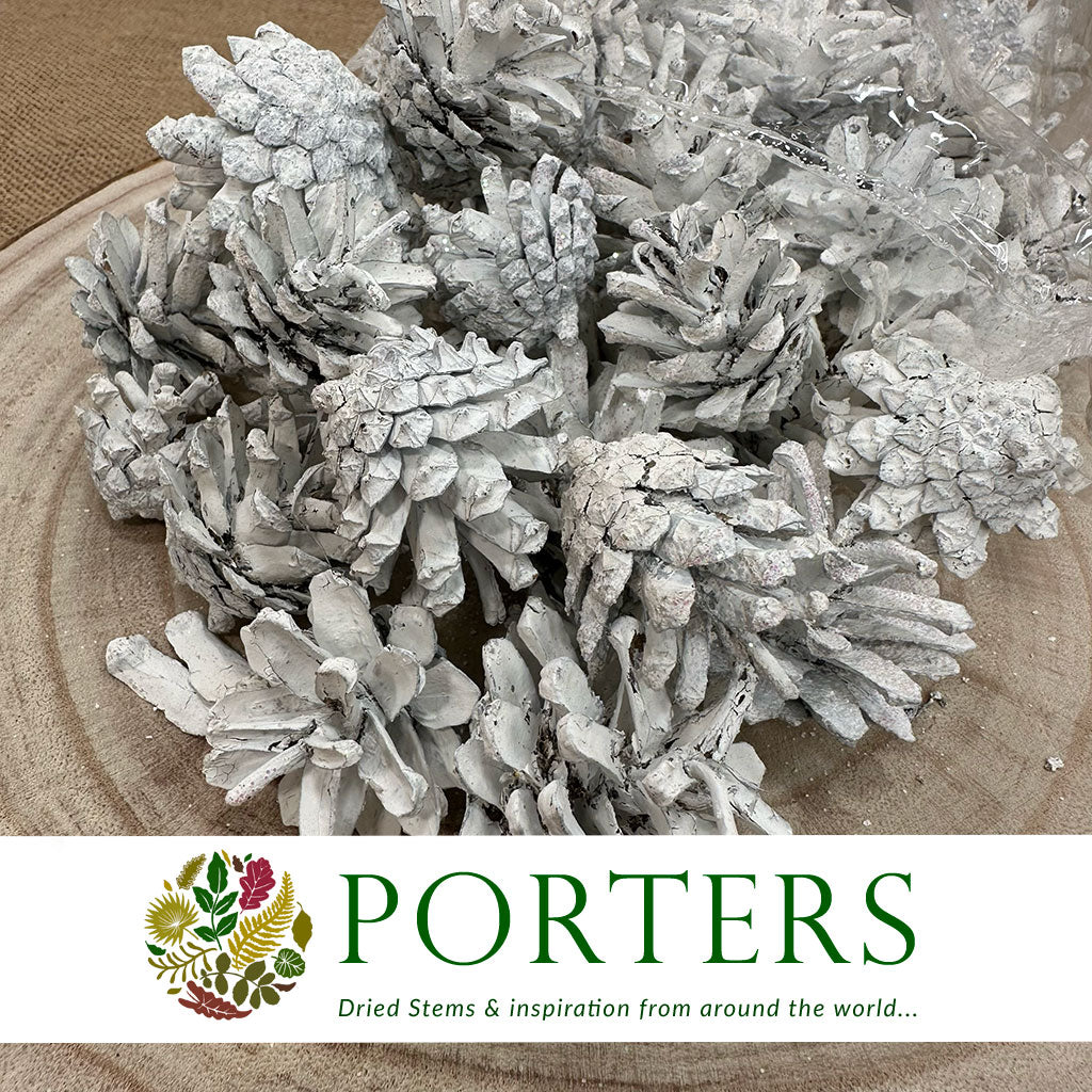 Cones &#39;Silvester&#39; (Painted &amp; Glittered) (DRY) (Various Colours) (500g)