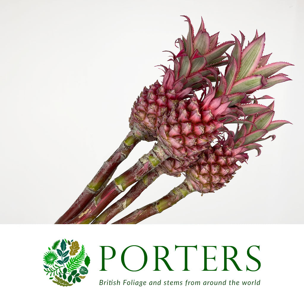 Pineapple &#39;Fruit&#39; (Variegated) (Various Sizes)