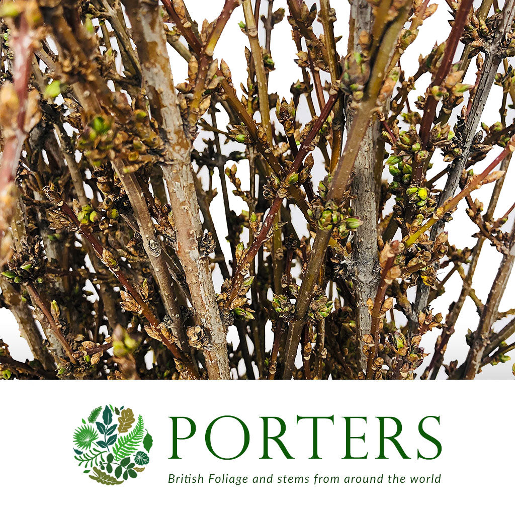 Forsythia &#39;Flowering&#39; (Cultivated) (Various Sizes)