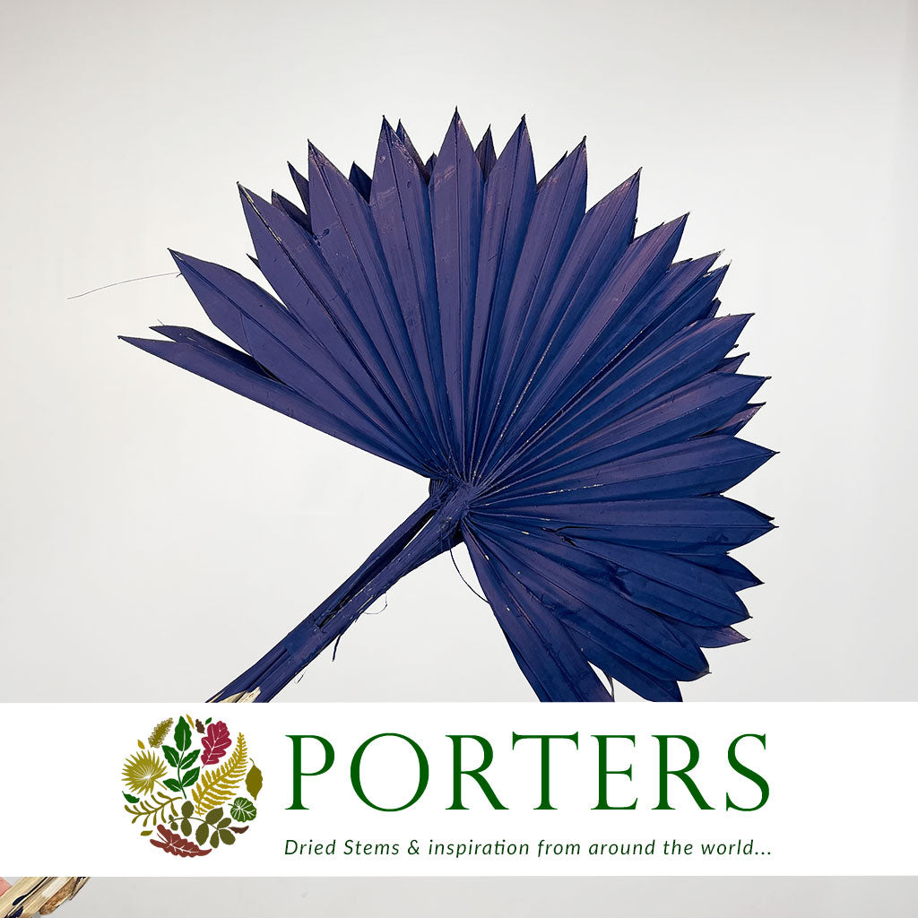 Palm &#39;Fan Palm&#39; (Painted) (DRY) (Various Colours) (x6) 45-55cm